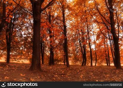 Colorful leaves on trees in the city park, autumn background.