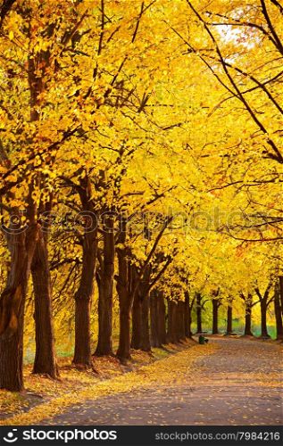 Colorful Linden alley in Kiev Botanical garden in the fall. Ukraine