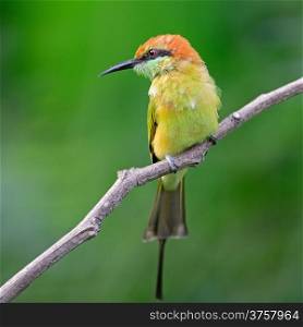 Colorful Little Green Bee-eater bird (Merops orientalis), resting on a perch, breast profile
