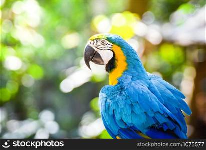 Colorful macaw bird parrot on branch tree on nature green background / yellow and blue wing macaw ara ararauna
