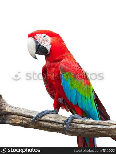 colorful macaw isolated on white background