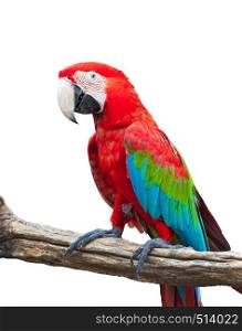 colorful macaw isolated on white background