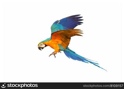Colorful macaw parrot flying against a white background.