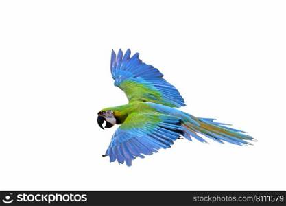 Colorful macaw parrot flying isolated on white background.