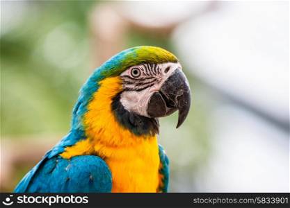 Colorful macaw parrot in a jungle