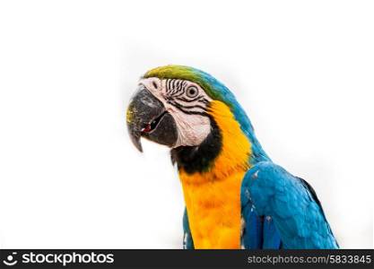 Colorful macaw parrot on a white background