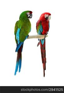 Colorful Macaw Parrots Isolated On White
