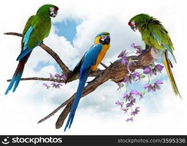 Colorful Macaw Parrots Perching On A Big Branch