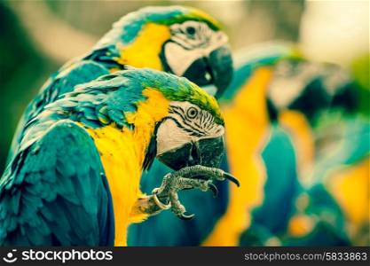 Colorful macaw parrots sitting on a row