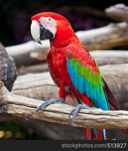 colorful macaw sitting in a tree