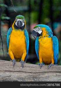 colorful Macaws parrots&#xA;&#xA;