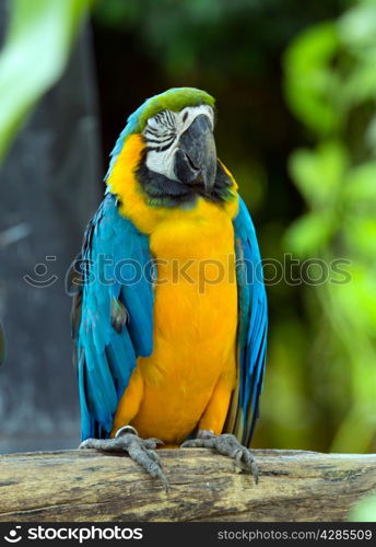 colorful Macaws parrots&#xA;&#xA;