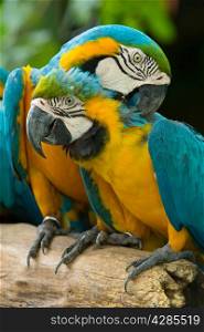 colorful Macaws parrots&#xA;&#xA;