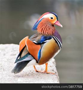 Colorful male duck, Mandarin Duck (Aix galericulata), standing on the rock, side and face profile