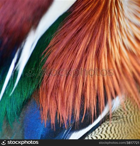 Colorful Mandarin Duck feathers, texture abstract background