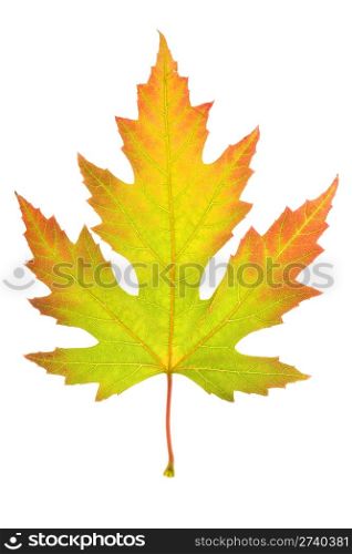 Colorful maple leaf isolated on a white