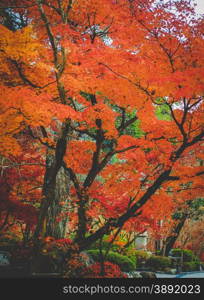 colorful maple leaves and branches from kyoto, japan