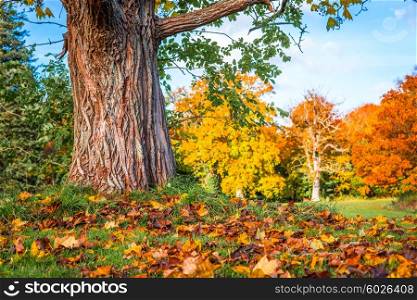 Colorful maple leaves under a tree in the autumn