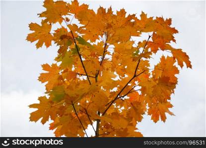 Colorful maple tree branch by a white background