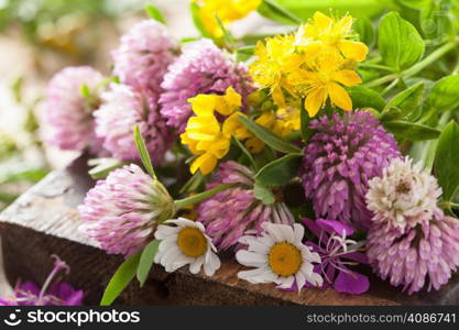 colorful medical flowers and herbs