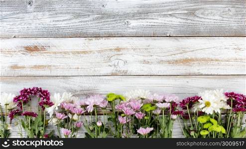 Colorful mixed flowers forming bottom border on white weathered wooden boards