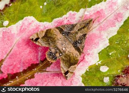 Colorful moth mimicry