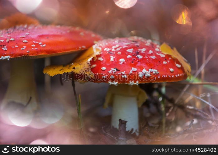 Colorful mushrooms in the woods in fall season.