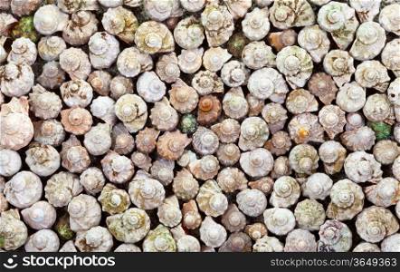 Colorful natural-looking seashells placed side by side. Sea shells background