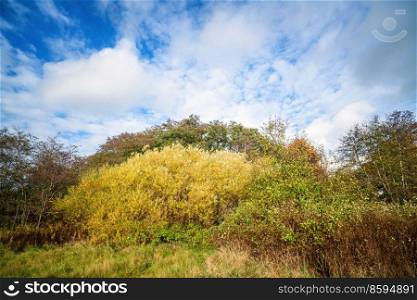 Colorful nature scene in a wilderness setting in beautiful colors with a blue sky above