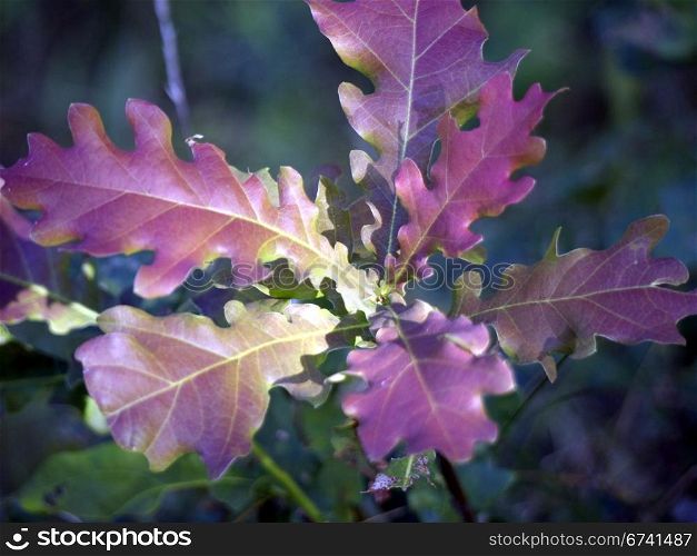 colorful oak leaves. colored leaves of the oak