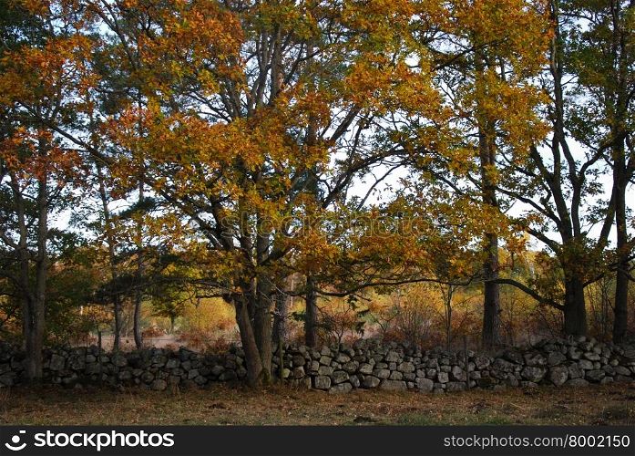 Colorful oak trees by a stone wall in a nordic landscape at the swedish island Oland