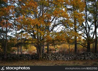 Colorful oak trees by a stone wall in a nordic landscape at the swedish island Oland
