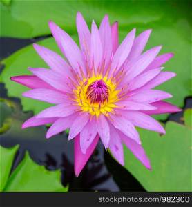 Colorful of a lotus blooming in the early seasons of nature.