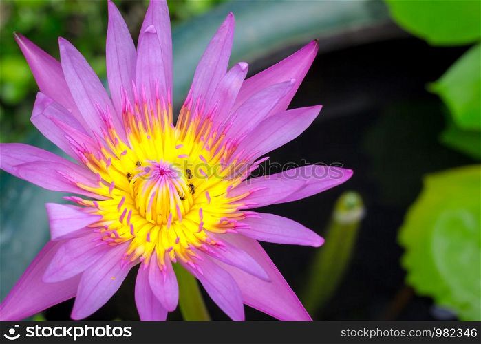 Colorful of a lotus blooming in the early seasons of nature.
