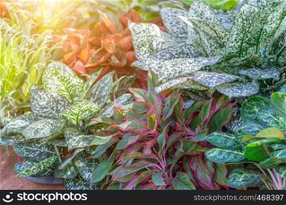 Colorful of Aglaonema plants in the garden. Variegated plants for beauty decoration and agriculture design.