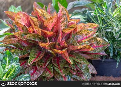Colorful of Aglaonema plants in the garden. Variegated plants for beauty decoration and agriculture design.
