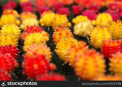 colorful of beautiful cactus in flower shop