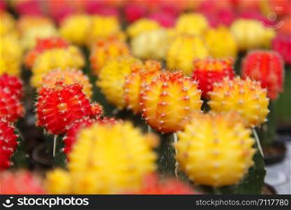 colorful of beautiful cactus in flower shop