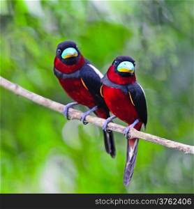 Colorful of black and red bird, couple of Black-and-Red broadbill (Cymbirhynchus macrorhynchos) standing on a branch, breast profile