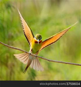 Colorful of Blue-taied Bee-eater (Merops phillippinus), wing profile