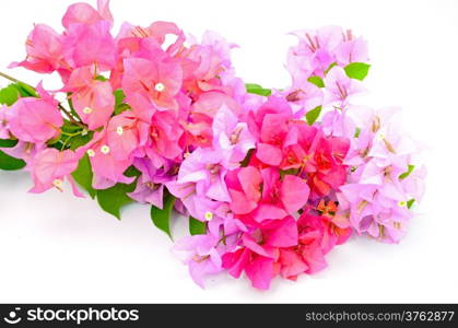 Colorful of bougainvillea flower, tropical flower isolated on a white background