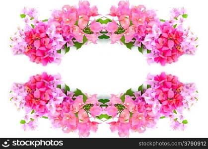 Colorful of bougainvillea flower, tropical flower, isolated on a white background