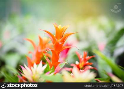 Colorful of bromeliad flower decorate in the garden nursery plants background