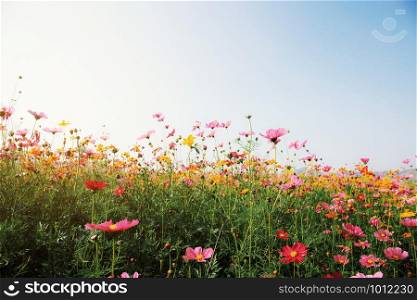 Colorful of cosmos in field with sunrise at sky.