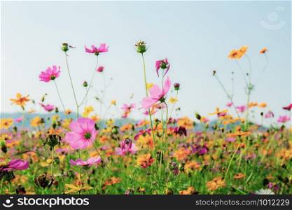 Colorful of cosmos in field with the blue sky.