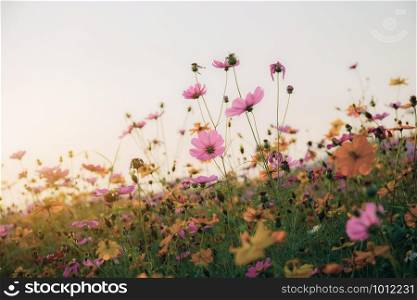 Colorful of cosmos in field with the sunset at sky.