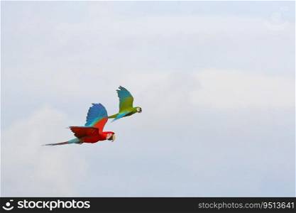 Colorful of Parrots flying in the sky. Free flying bird