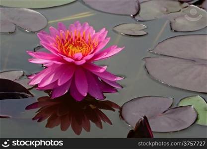 Colorful of pink waterlily