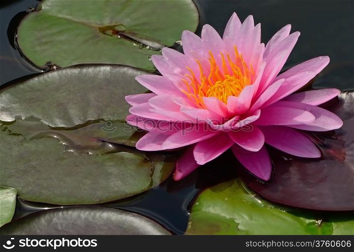Colorful of pink waterlily in the pond
