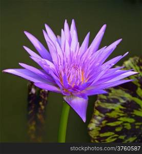 Colorful of purple waterlily